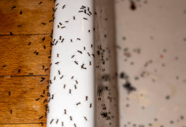 Best Pest Control for Homes  in Paden City, WV